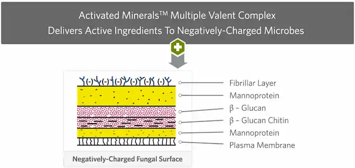 Activated Minerals fungal cross-section